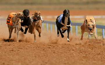 Dog Racing – Tralee