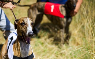 tralee dog track