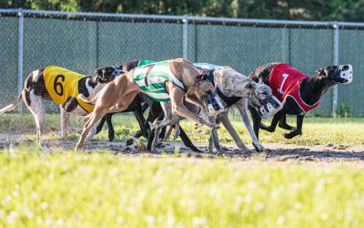 tralee dog track