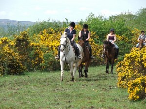LOUGH GARA STABLES & COUNTRY PURSUITS