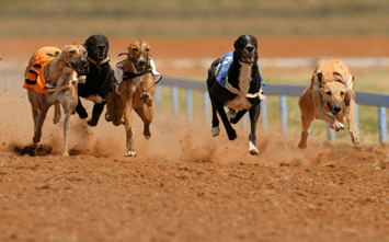 Dog Racing – Carlingford