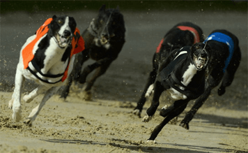 Night at the dogs – Glasgow