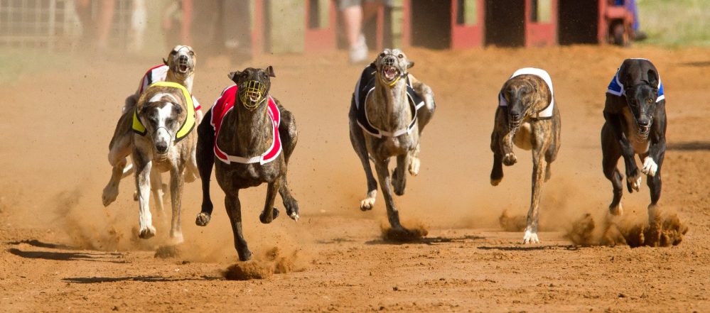 greyhound racing mullingar