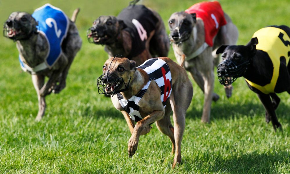 dog racing Limerick