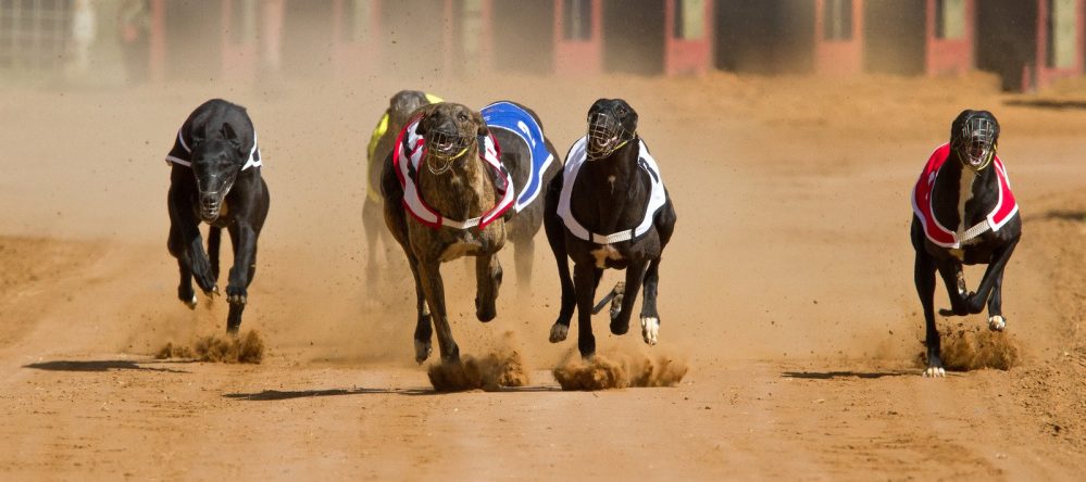 greyhound racing tralee