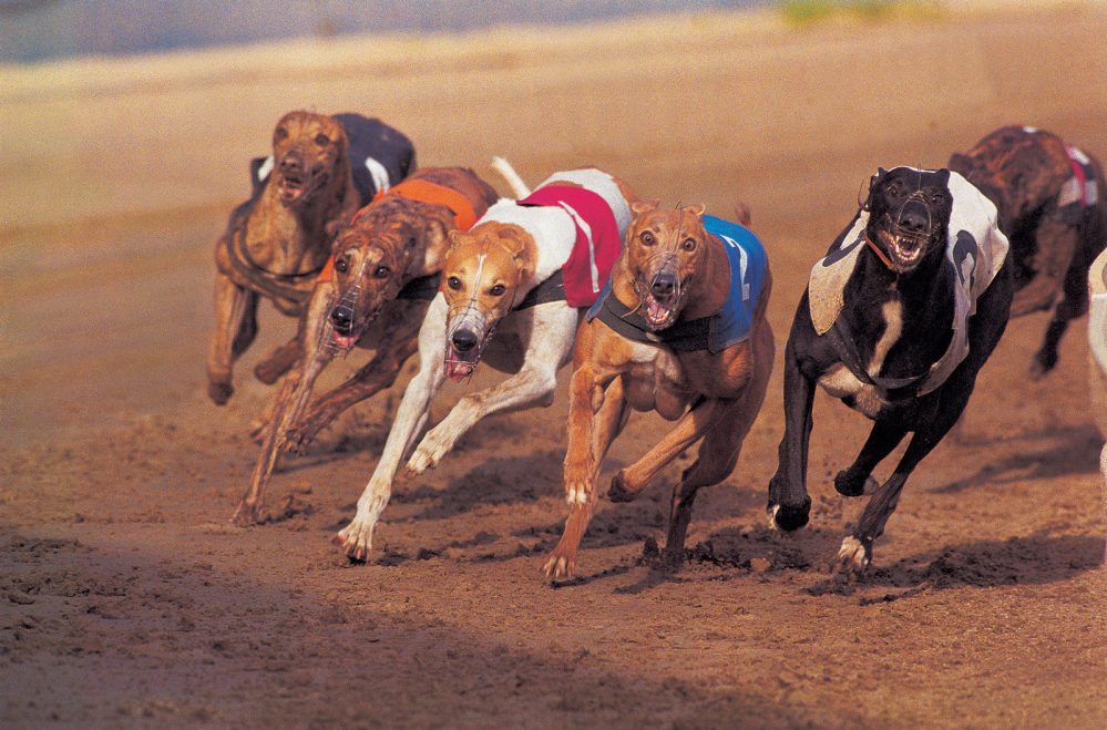 greyhound racing tralee