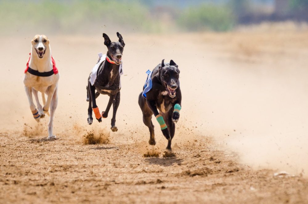 greyhound racing tralee